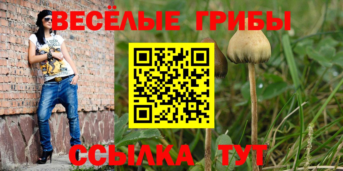 Псилоцибиновые грибы Psilocybine cubensis Богородск