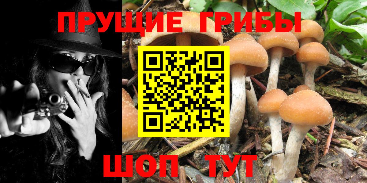 Псилоцибиновые грибы Psilocybine cubensis  Богородск  Галлюциногенные грибы мухоморы 